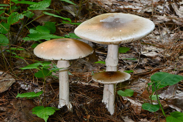 Amanita phalloides