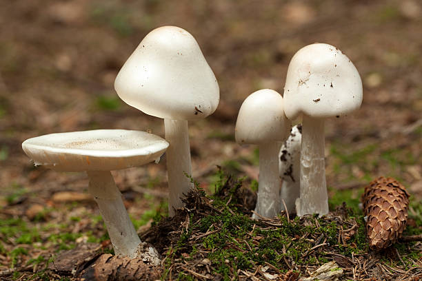 Amanita virosa