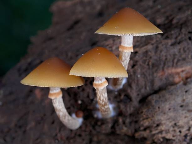 Galerina autumnalis