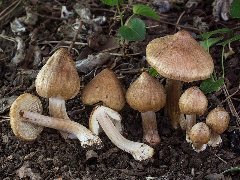 Inocybe patouillardi